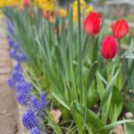 garden flowers 2024 150x150