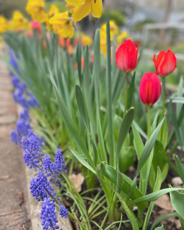 garden flowers 2024 768x960